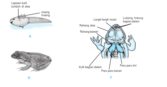  Alat  Pernapasan  Amfibi Trakea dan  Kulit Materi Ajar SD 