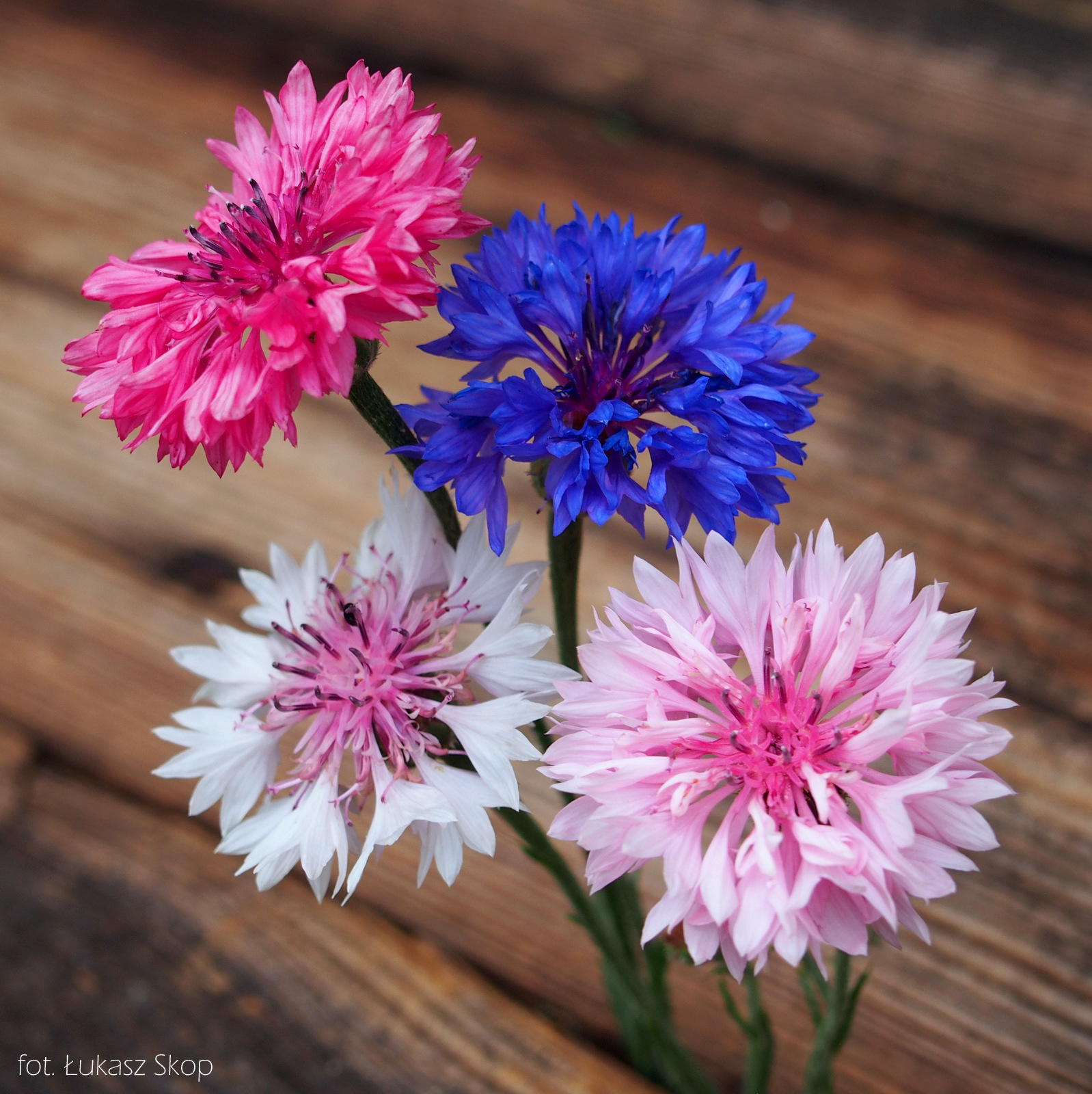Letnie Kwiaty Jadalne Bez Ogrodek Blog Ogrodniczy
