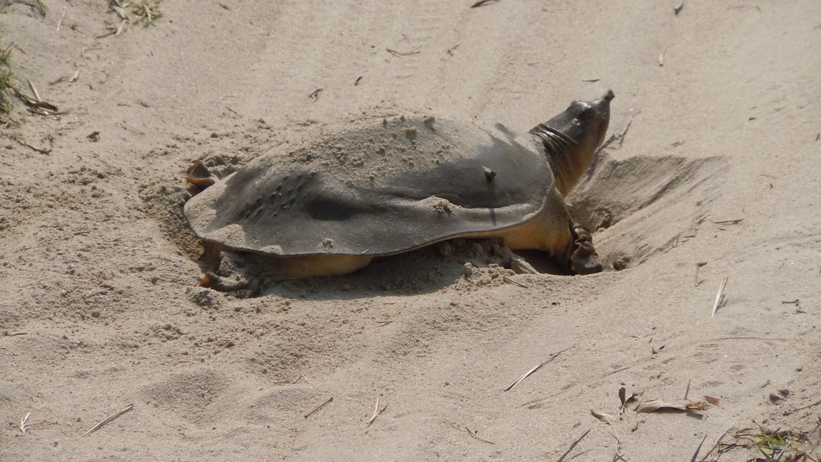 Simply Living: Turtle reproduction efforts versus human curiosity