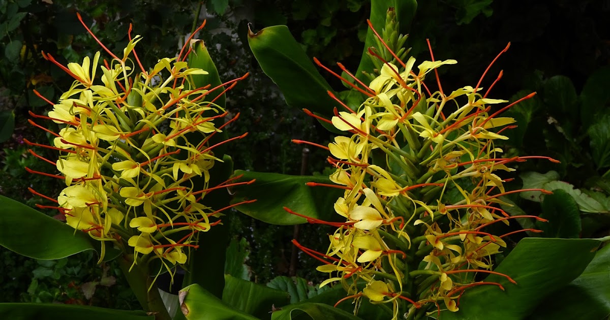 MAP GINGER LILIES IN OUR GARDEN