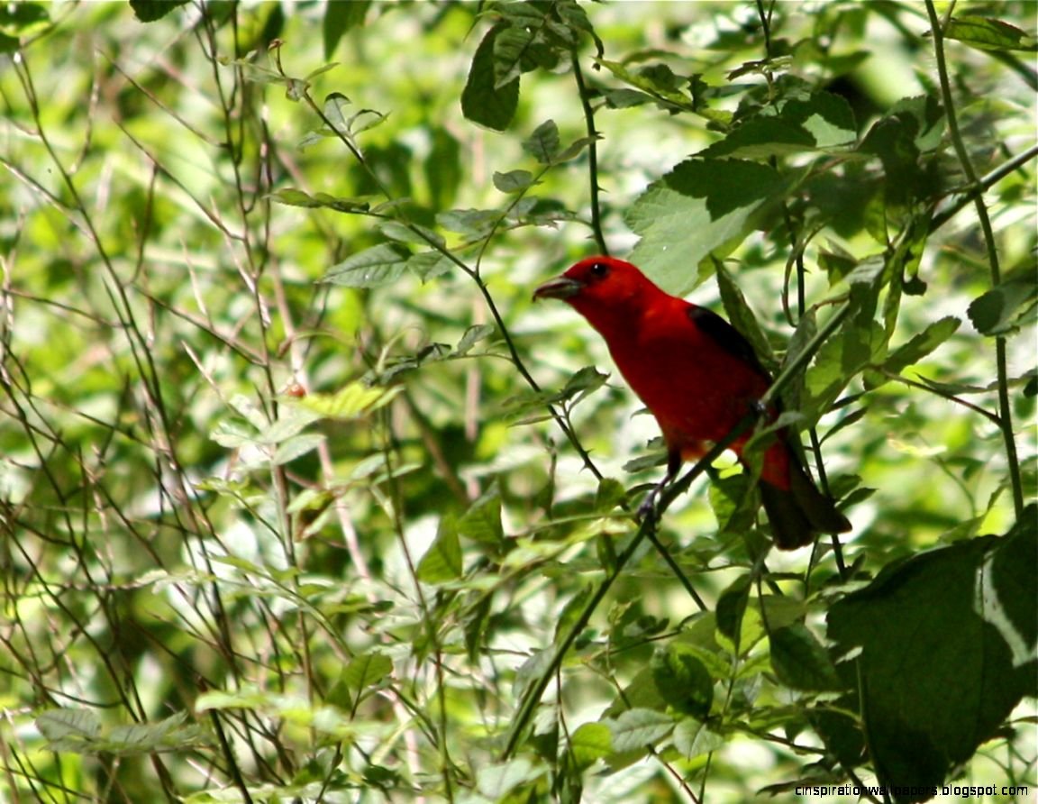 Scarlet Tanager Bird