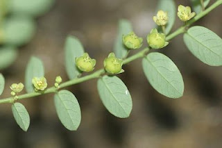 phyllanthus amla niruri piedra chanca bhui benefits bhumi fruit plant stone breaker india forest uses tropical