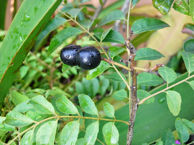 The Curry fruit is the black colors are ripe