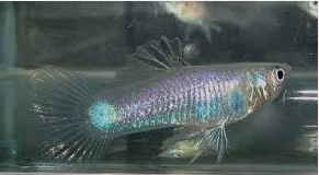 Jenis Ikan Guppy Glass