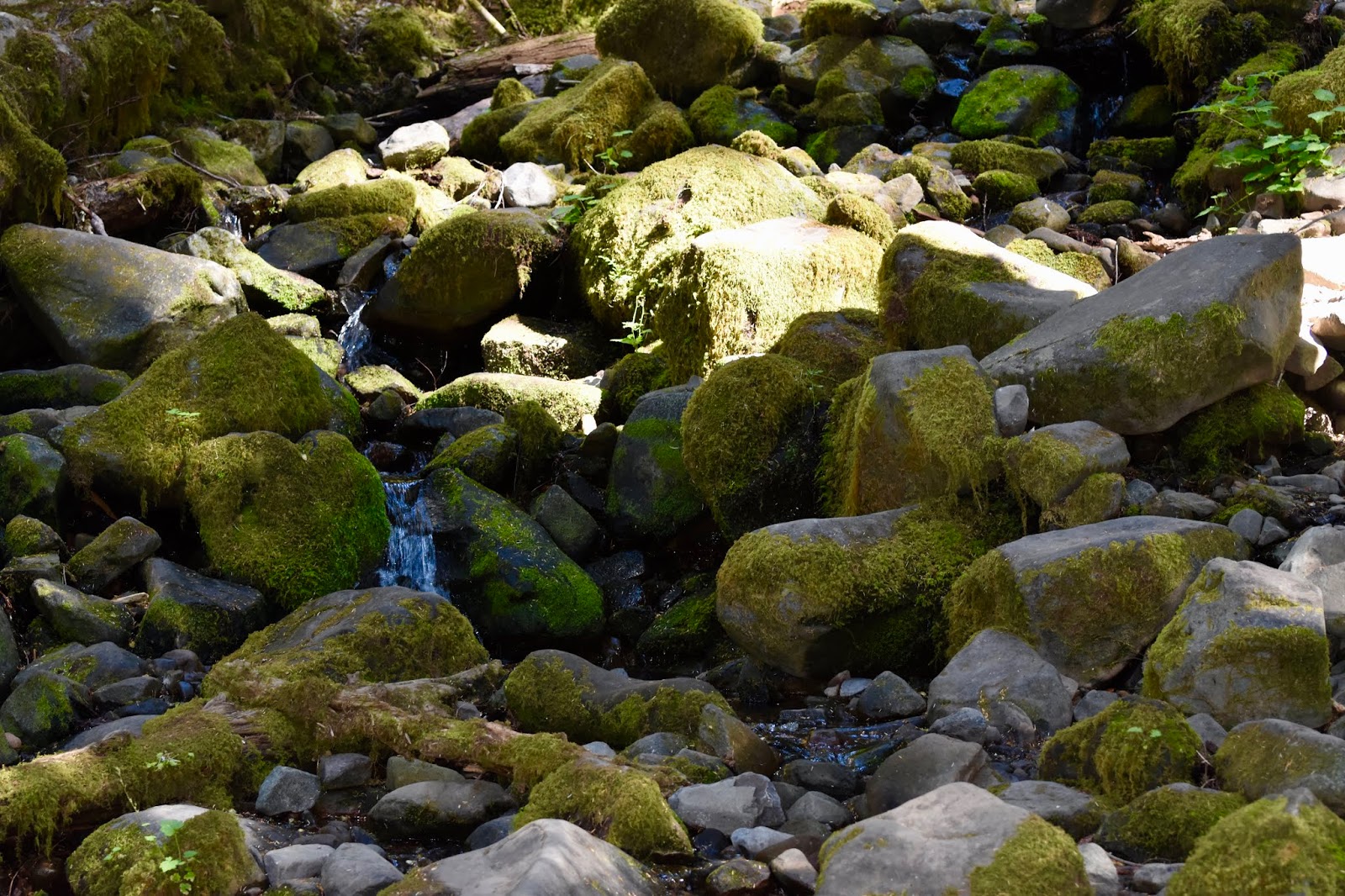 Mossy River Rocks. Moss-covered rocks in a river bed with softly