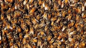 No es relajo las abejas se están extinguiendo y nosotros podríamos ser los siguientes. No es relajo las abejas se están extinguiendo y nosotros podríamos ser los siguientes.