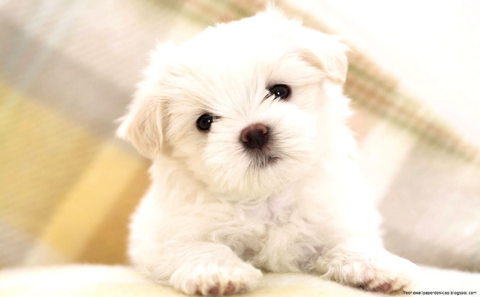 Cute Puppy Dogs