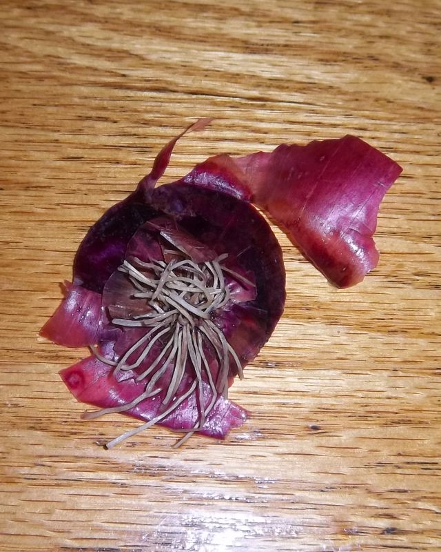 Eco Footprint ~ South Africa: Ha! Did you know...