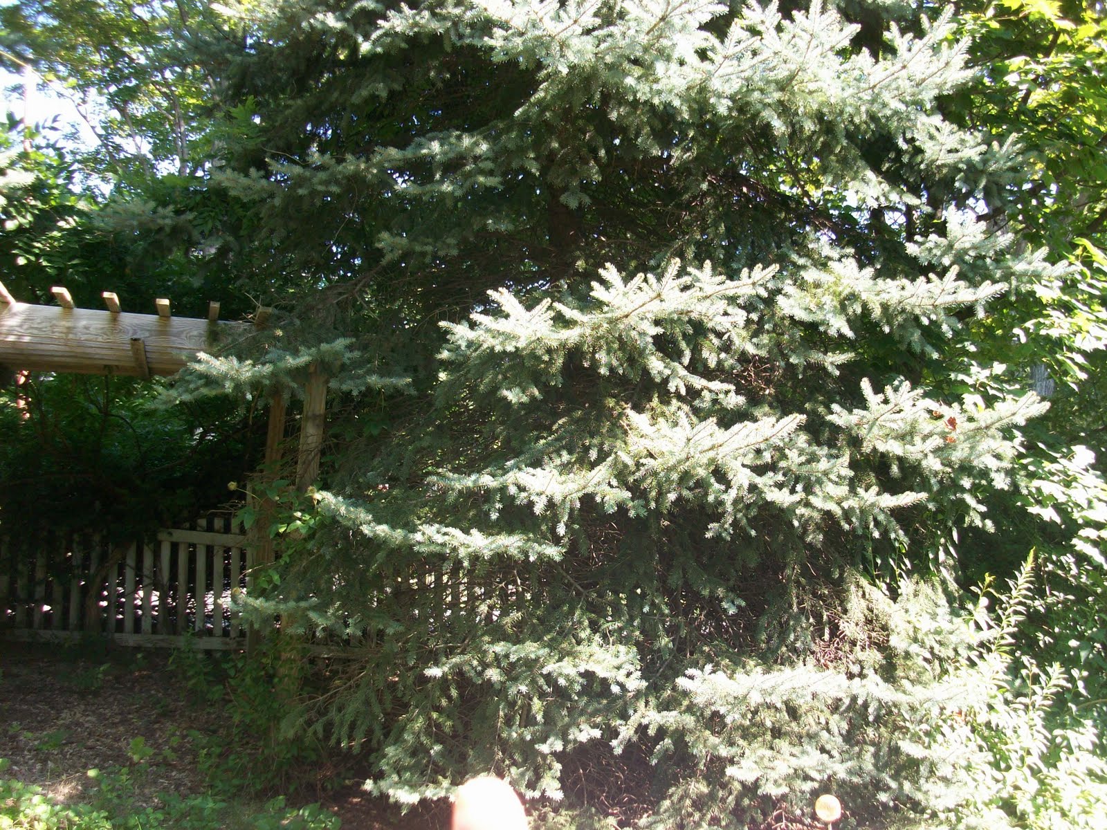 AP Biology Conifer Leaf