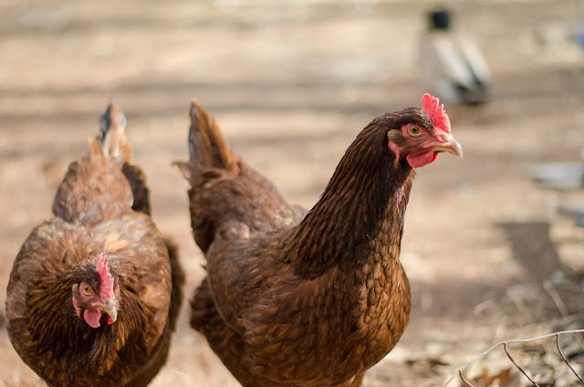 Common Chicken Illnesses and Treatment