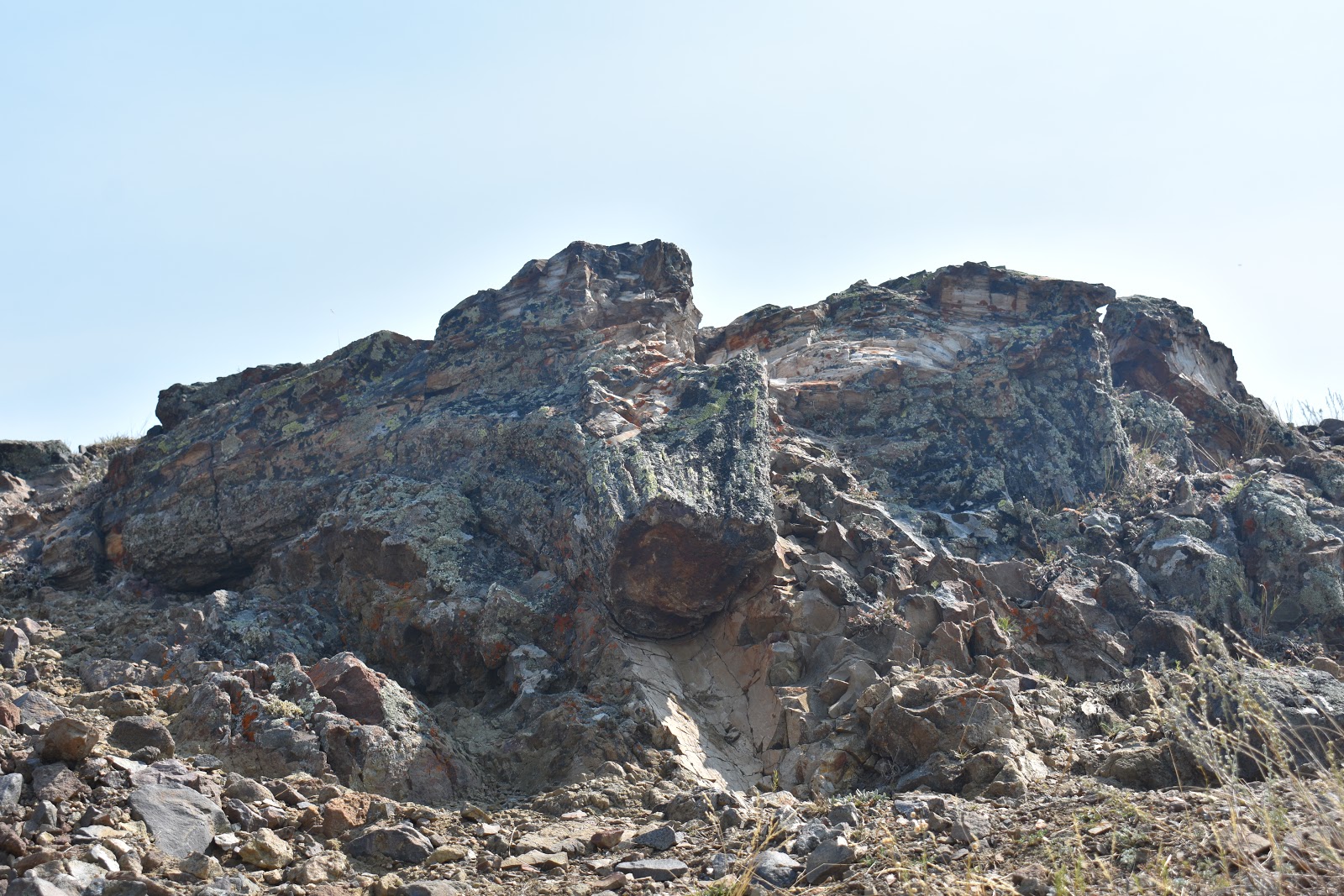 WANDERING WILBURY'S Our Life in Yellowstone land of FOSSIL FOREST