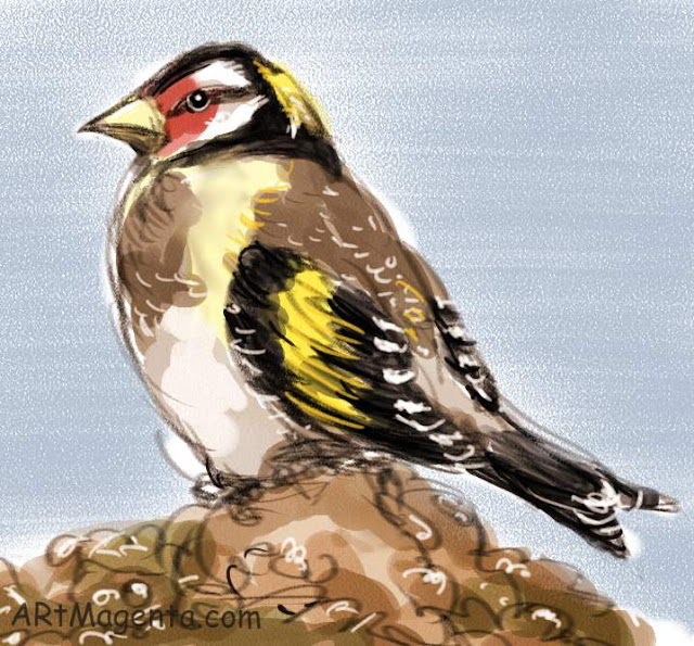 Goldfinch, a bird sketch by Artmagenta