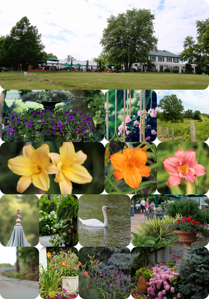 Musings Sunday at the Wine Garden