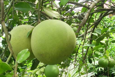 Deskripsi Jeruk  Bali Citrus maxima BIOLOGY SMART