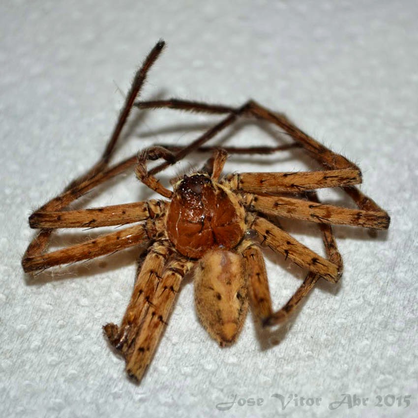 Insetologia Identificação de insetos Aranha Caranguejo Gigante Heteropoda em Sergipe
