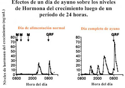 Gráficas sobre el ayuno y la producción de hormona del crecimiento Hormona del crecimiento y el ayuno