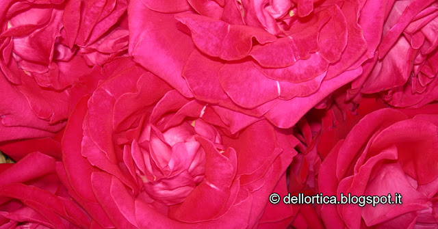 rosa del giardino visitabile dell azienda agricola dell ortica a Savigno Valsamoggia Bologna vicino Zocca nell appennino