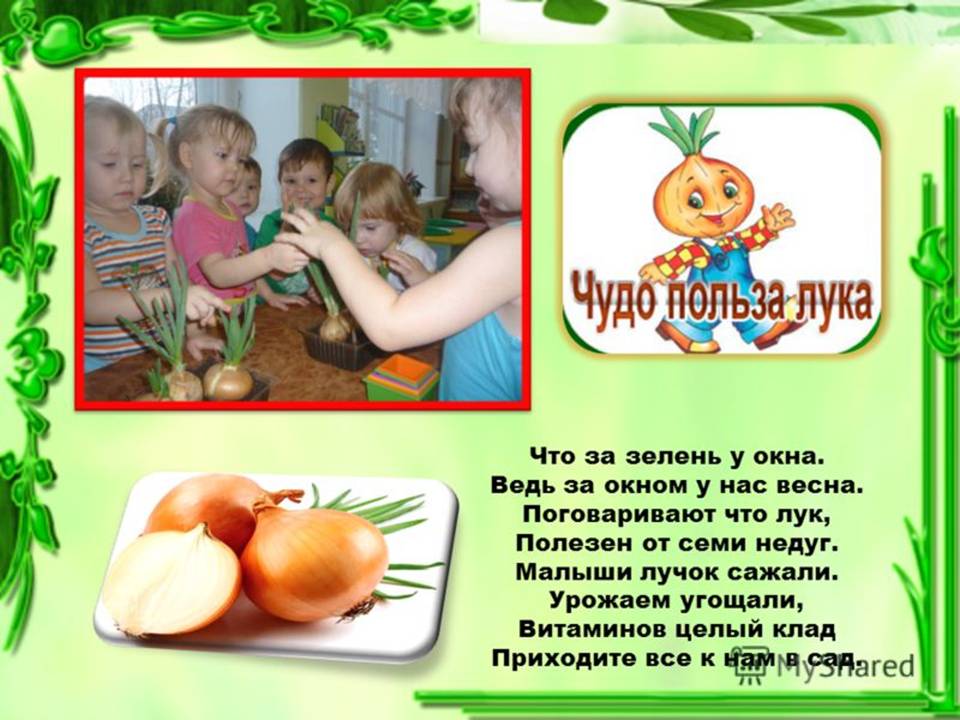 Проект "Посади лучок"