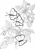 Butterfly Coloring Pages