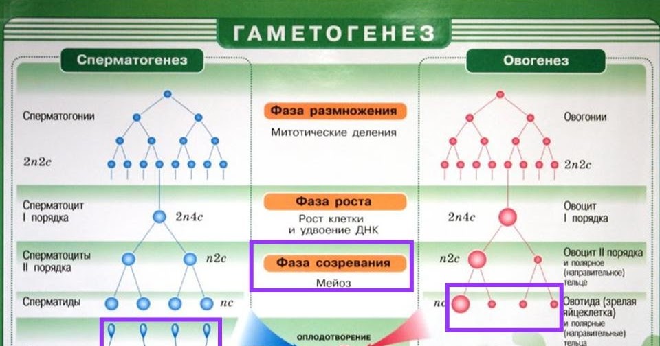 Гаметогенез сперматогенез. Усиленная фаза роста сперматогенез. Овогенез схема и набор хромосом. Биологическое значение сперматогенеза. Биологическое значение сперматогенеза.
