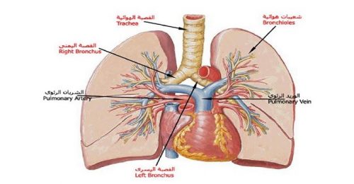 التنفس عند الإنسان كيف تعمل الرئتان المحافظة على الجهاز التنفسي