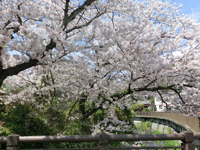 華ノ橋の桜