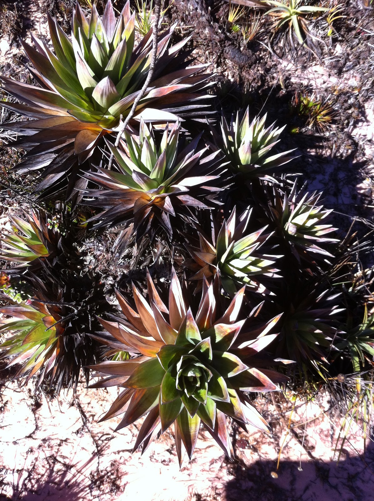 Café & Conversa: Expedição ao Monte Roraima - Parte 4