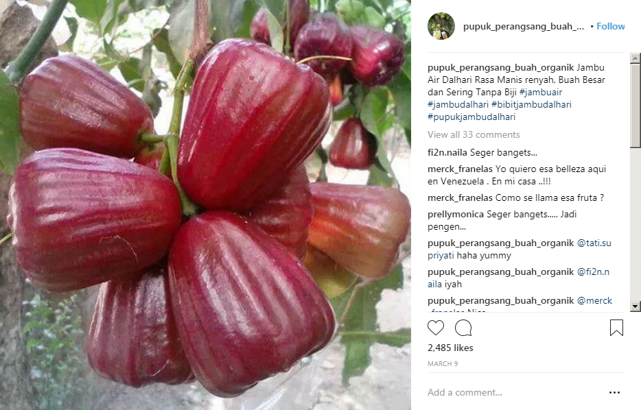 10 Indonesian Fruits You Need to Try in Your Next Visit