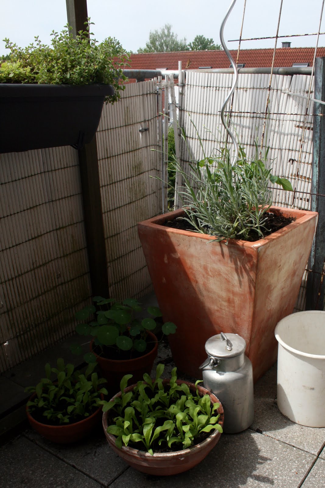 Dumme rennen, Kluge warten, Weise gehen in den Garten