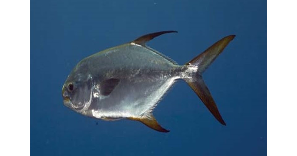 AQUA ANIMALIA Seed Production And Culture Of Pompano