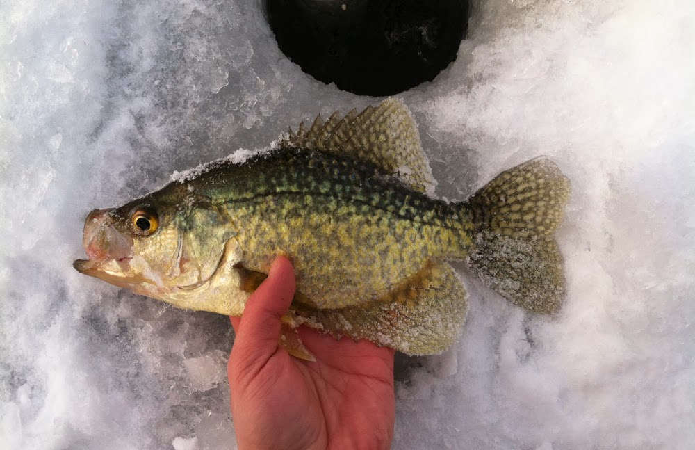 Illinois Wisconsin Fishing winter time pond management