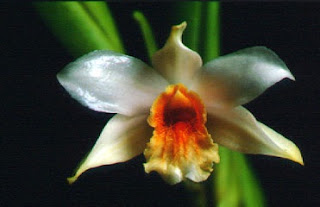 Dendrobium%2Bcariniferum%2BRchb.f.2