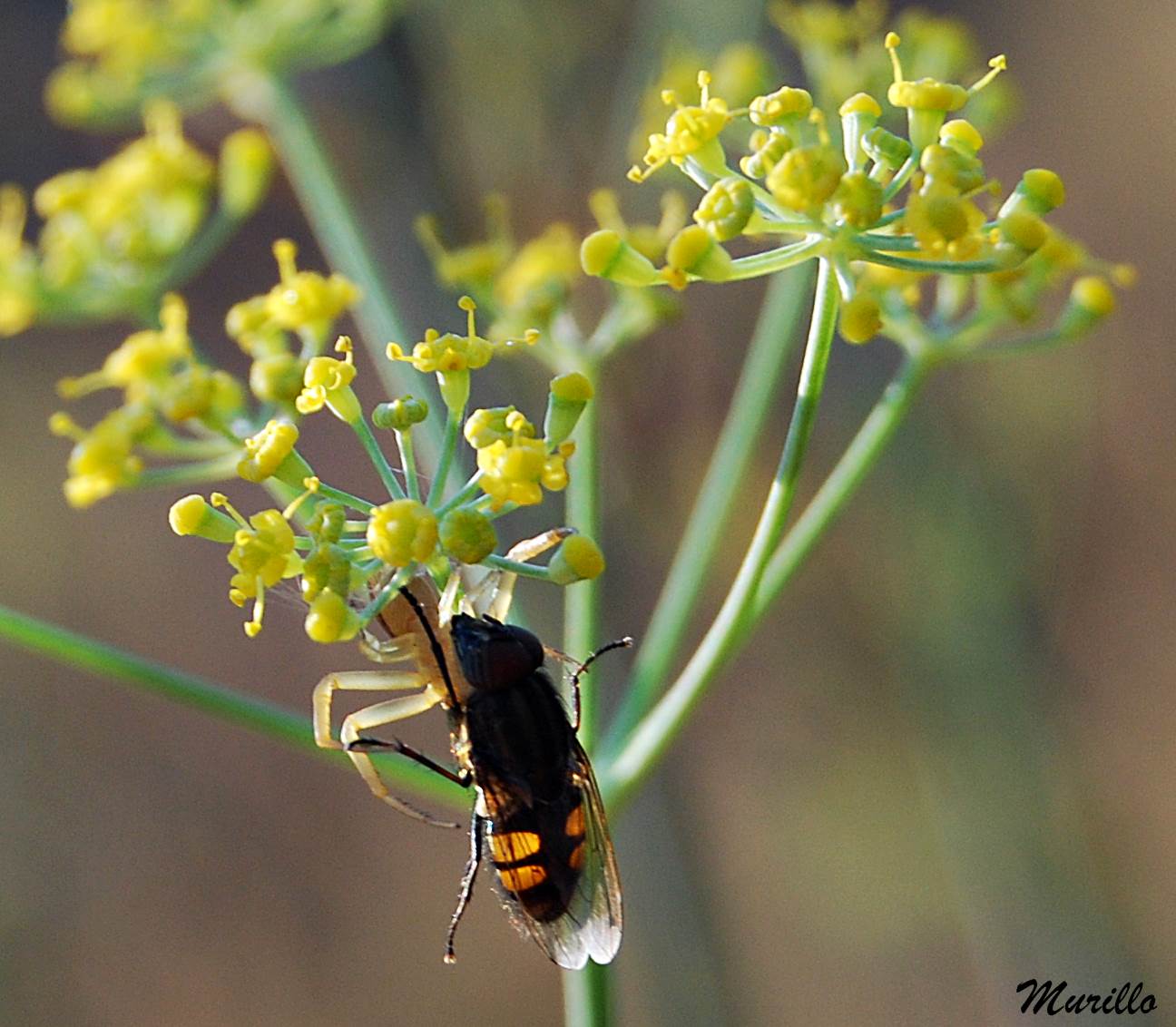 Las excursiones de Murillo 