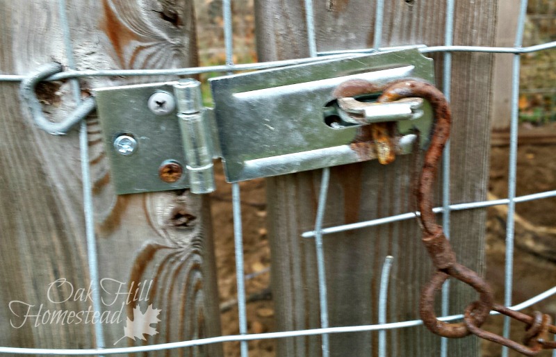 Keep Your Chickens Safe from Predators Oak Hill Homestead