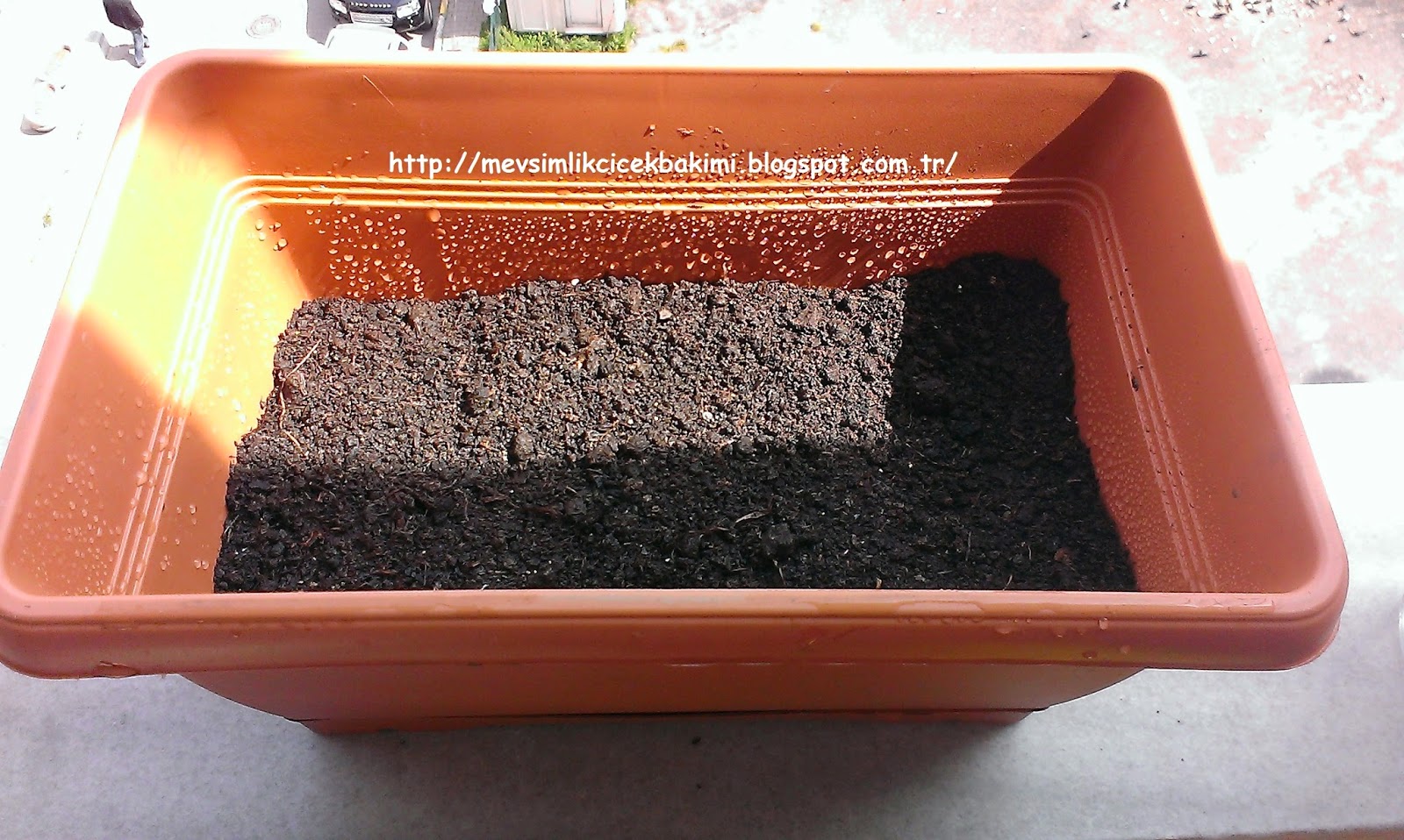 KARANFİL (Dianthus Caryophyllus) BAKIMI Çiçek Bakımı