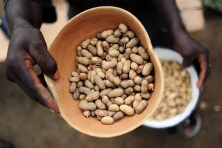Peanuts grown in Sierra Leone.