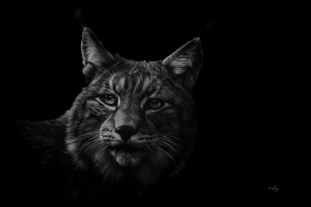 06-Lynx-David-Bayo-White-Charcoal-Animal-Drawings-www-designstack-co