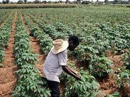 Cassava farm land