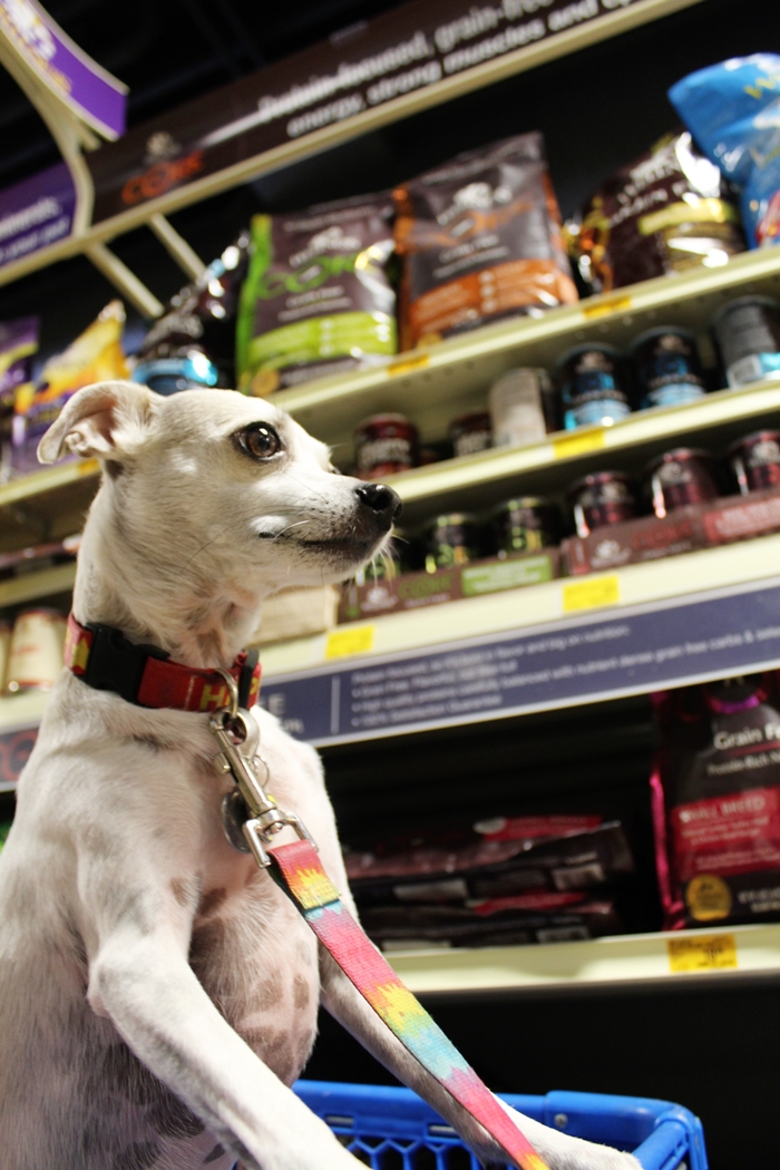 HAPPYHAZEL Finding 5 Signs of Wellness at PetSmart! WellnessPet Dog