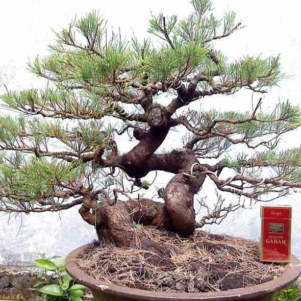 JenisJenis Tanaman Bonsai Yang Unik Dan Indah