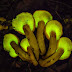 ¿Por qué algunos hongos brillan en la oscuridad?