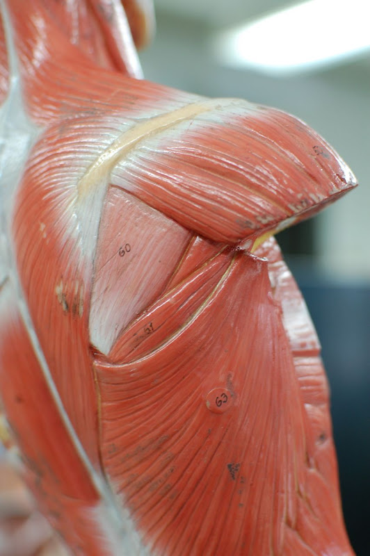 Human Anatomy Lab Muscles Of The Torso