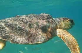 Jaw Dropping Cayes — Ranguana, Silk, and Hatchet! 71 Remax Vip Belize: Snorkeled with turtles the size of cars