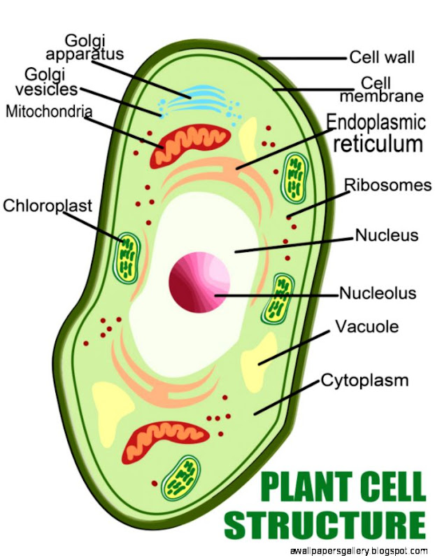 Plant Cell Wallpapers Gallery