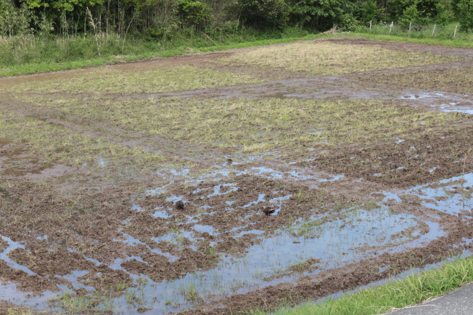 伊豆白浜オリーブ園 田んぼにカルガモ