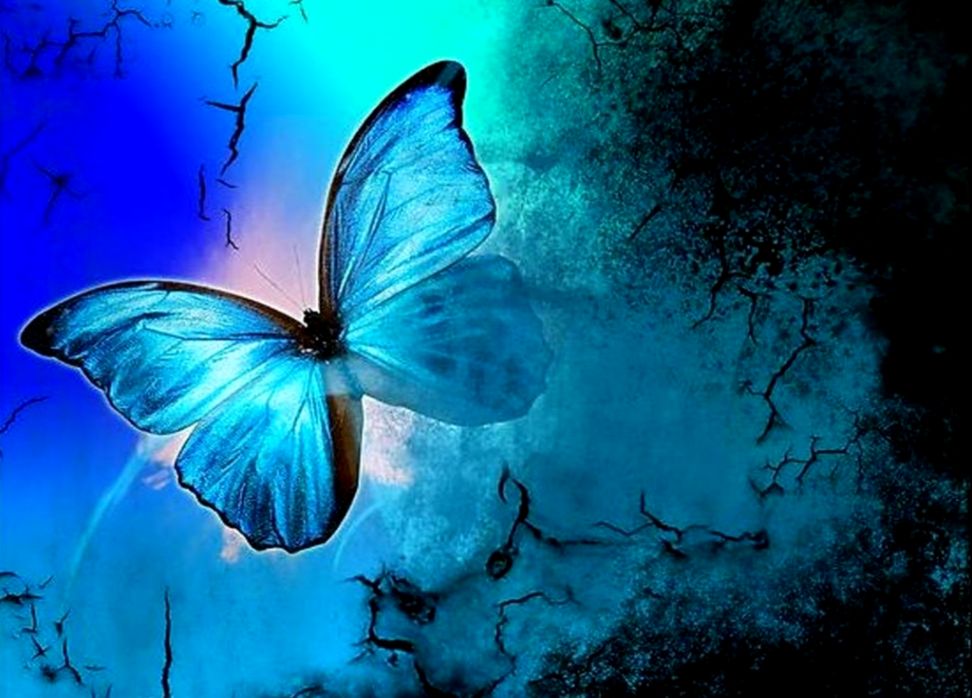 Black And Blue Butterfly Backgrounds