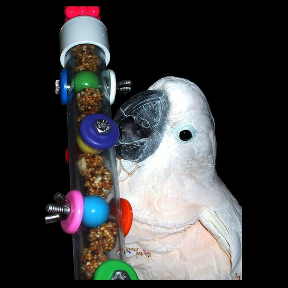 Bird In Everything Bird Foraging