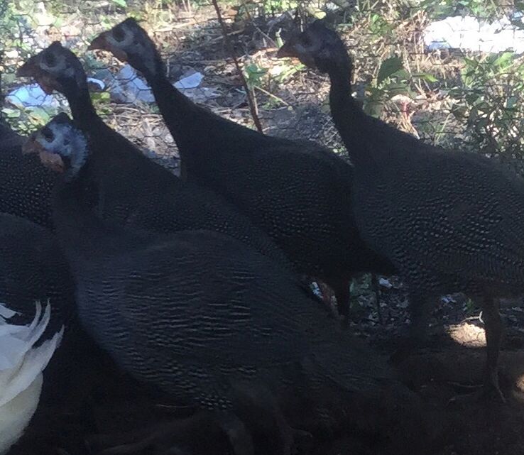 Countrified Hicks Guineas & Their Crazy Sounds