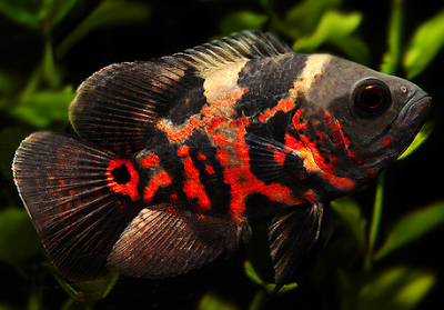 Ikan Oscar Astronotus Ocellatus Biota Dunia Perairan