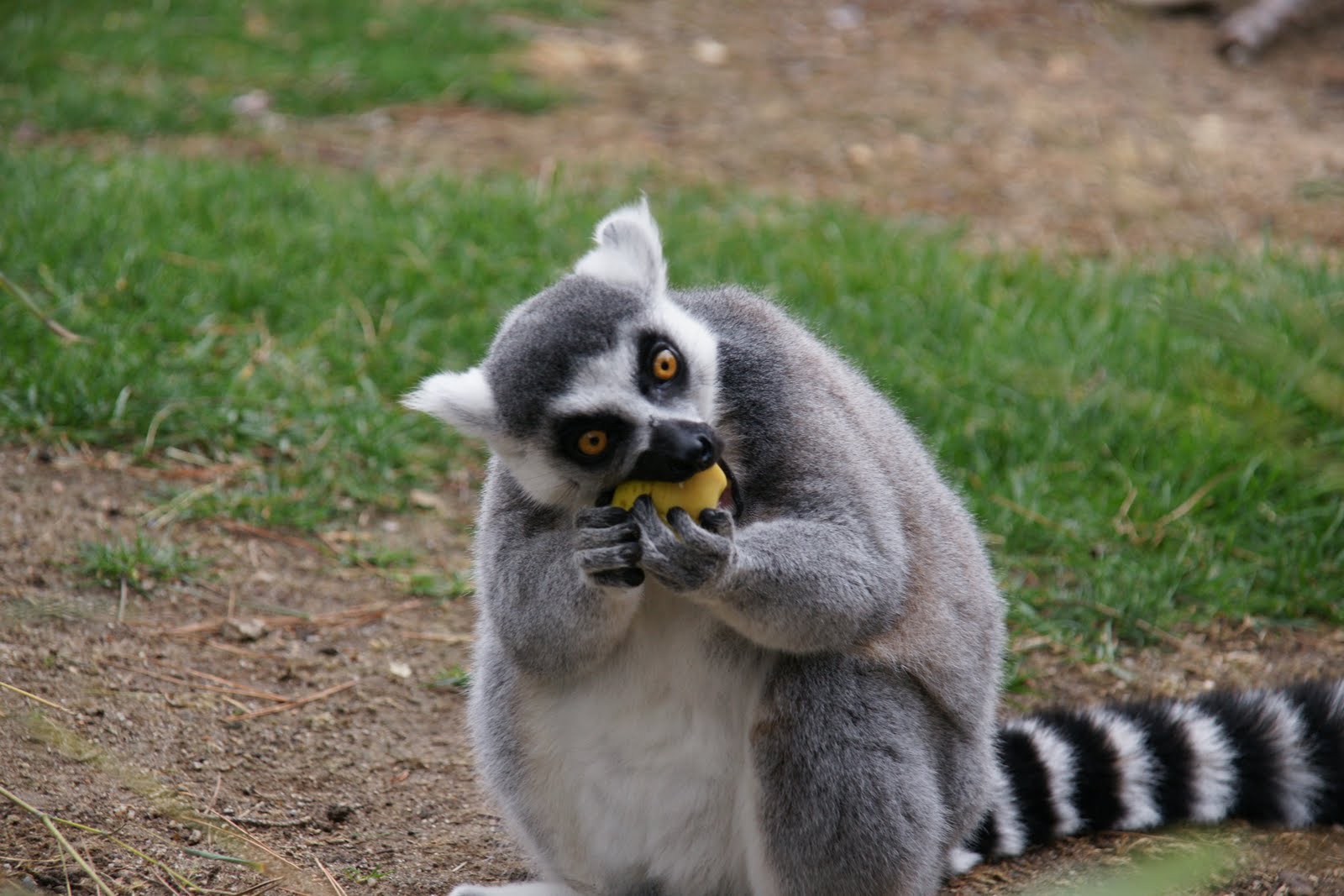Animales en el El lémur de